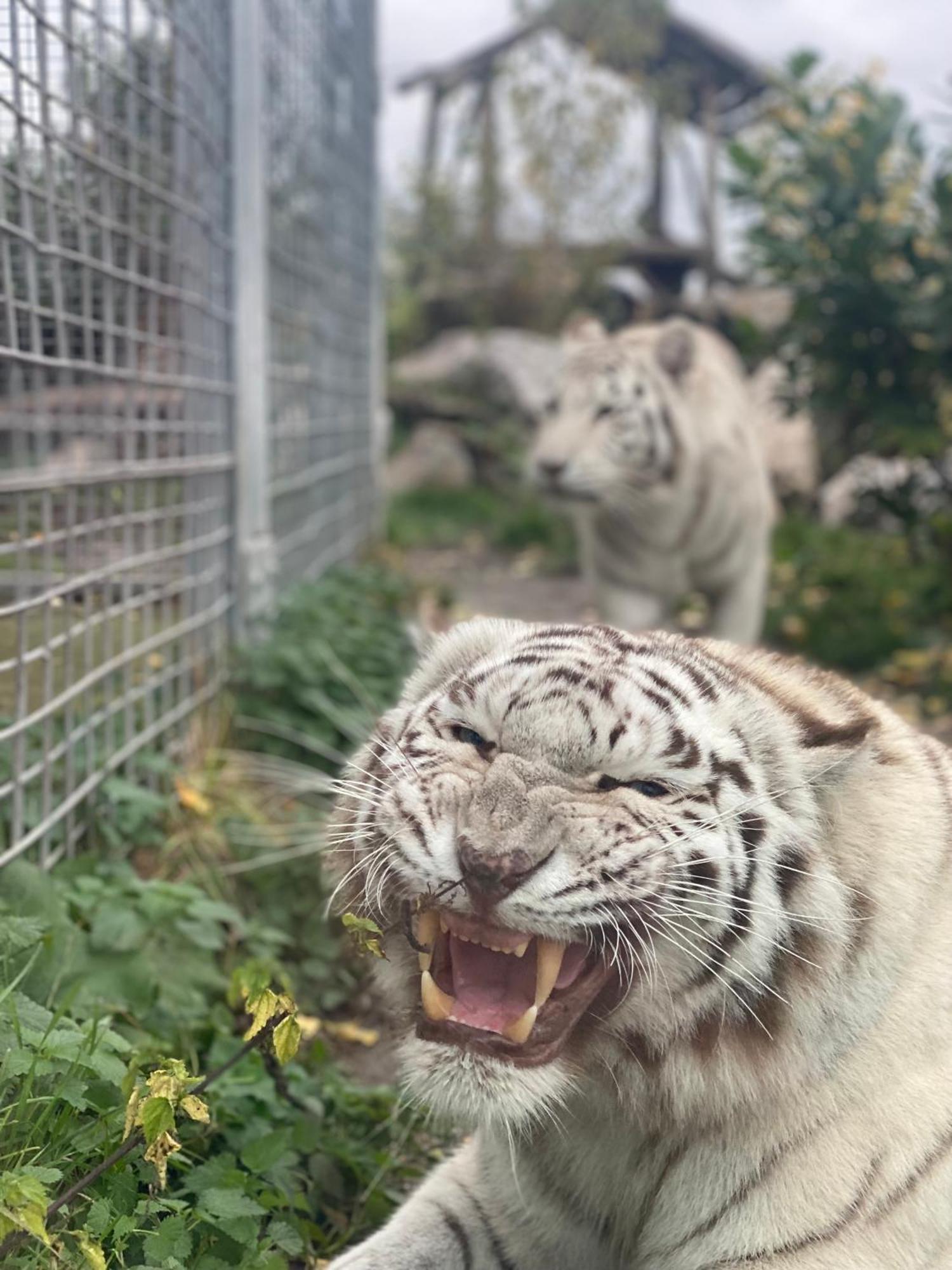 Malkia Penzion Orechová Potôň Esterno foto