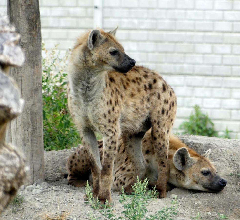 Malkia Penzion Orechová Potôň Esterno foto