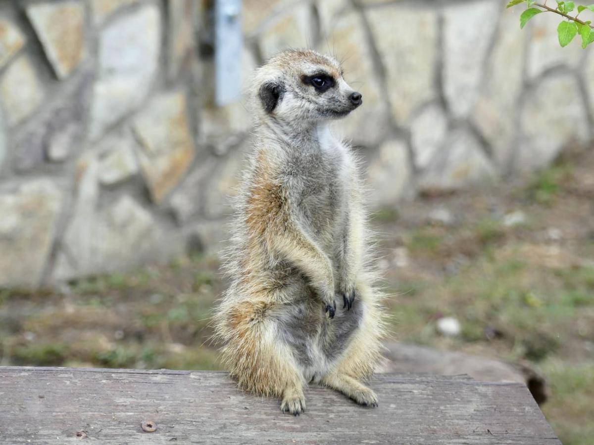 Malkia Penzion Orechová Potôň Esterno foto