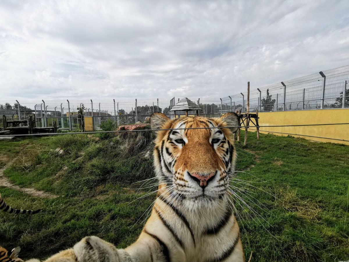 Malkia Penzion Orechová Potôň Esterno foto